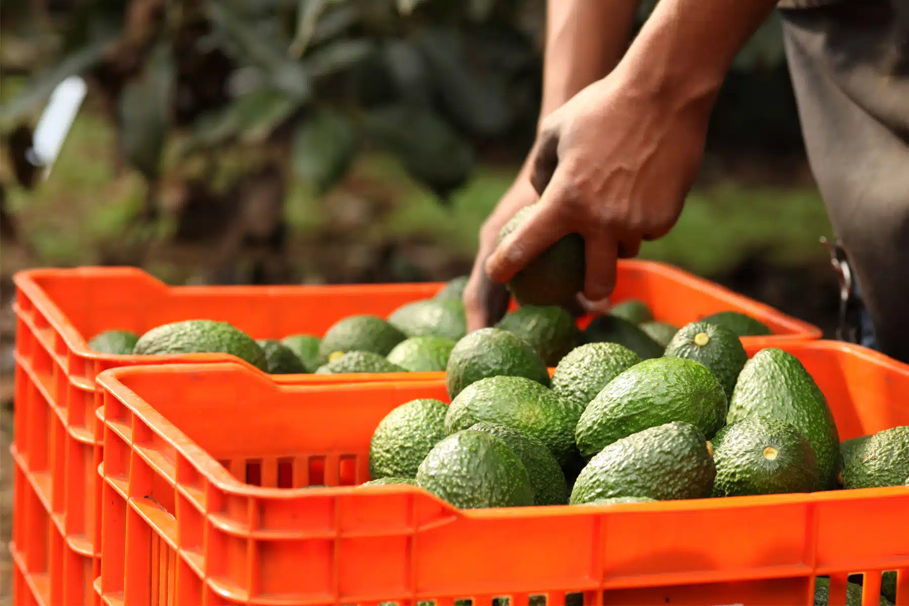 Aguacate de exportación México