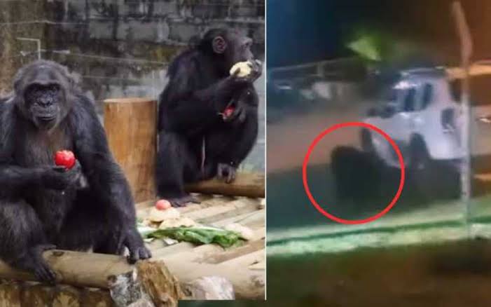 Asesinan a dos chimpancés que se escaparon de un zoológico de Colombia
