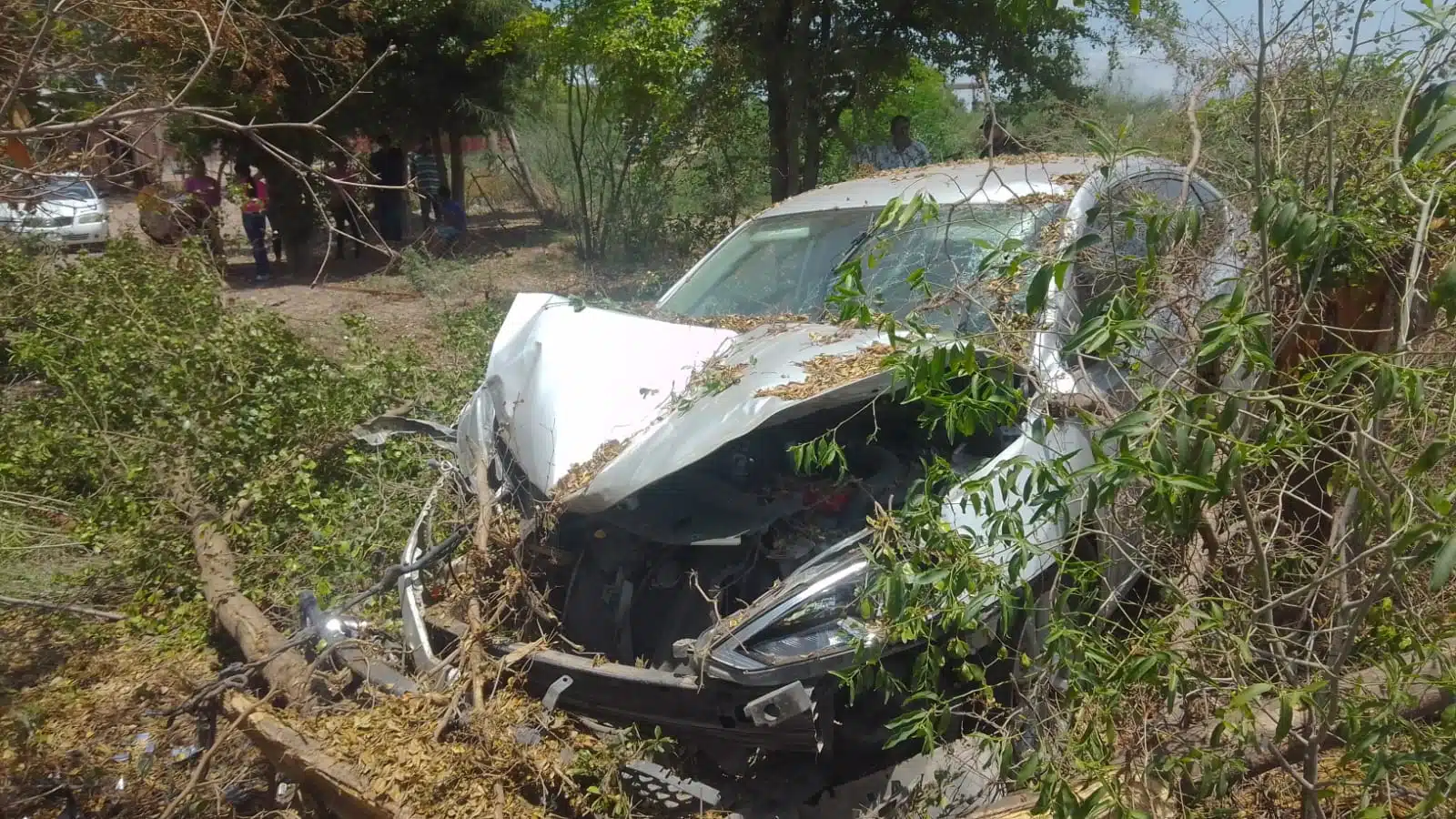 Auto entre ramas tras accidente carretero en Guasave