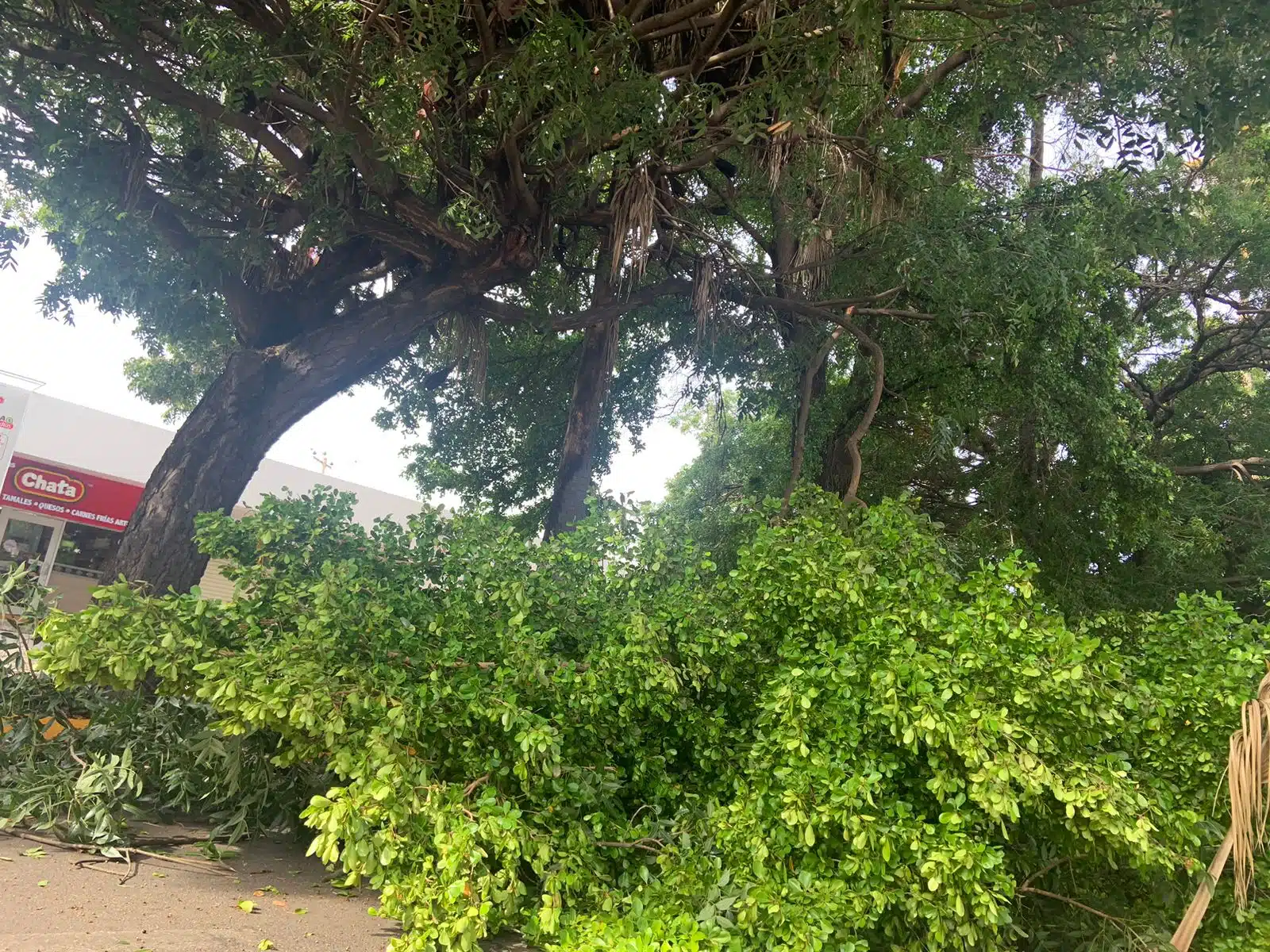 Árbol bloquea el paso en una calle de Culiacán