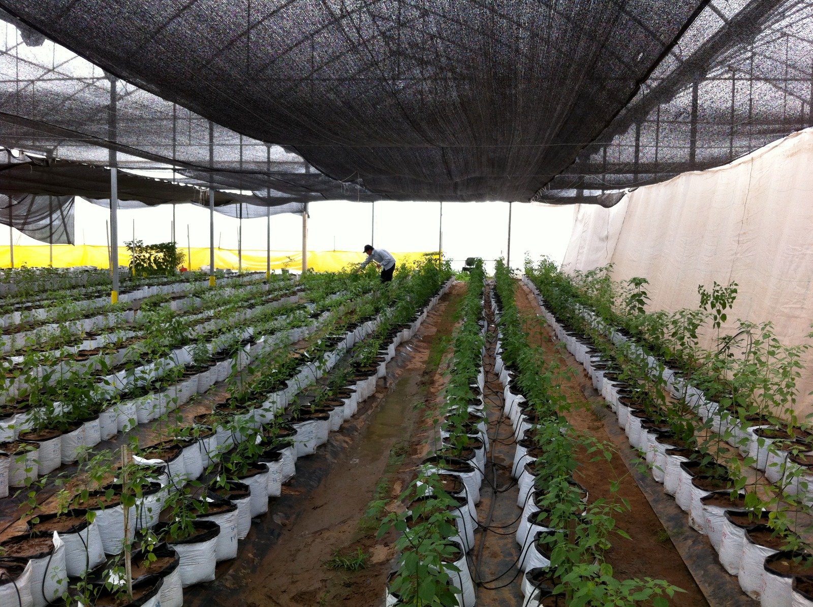 investigador de la Facultad de Biología de la UAS, alerta sobre altas temperaturas y cambio climatico.