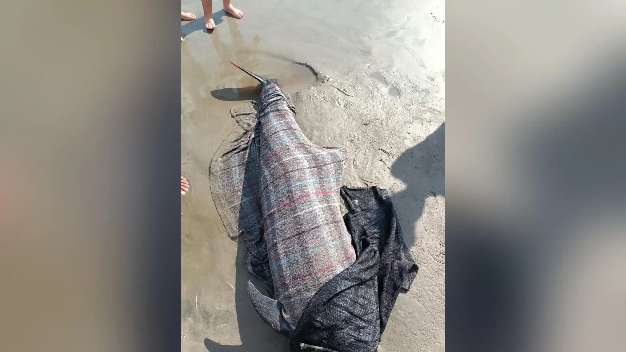 Un delfín encontrado sin vida en una playa de Mazatlán
