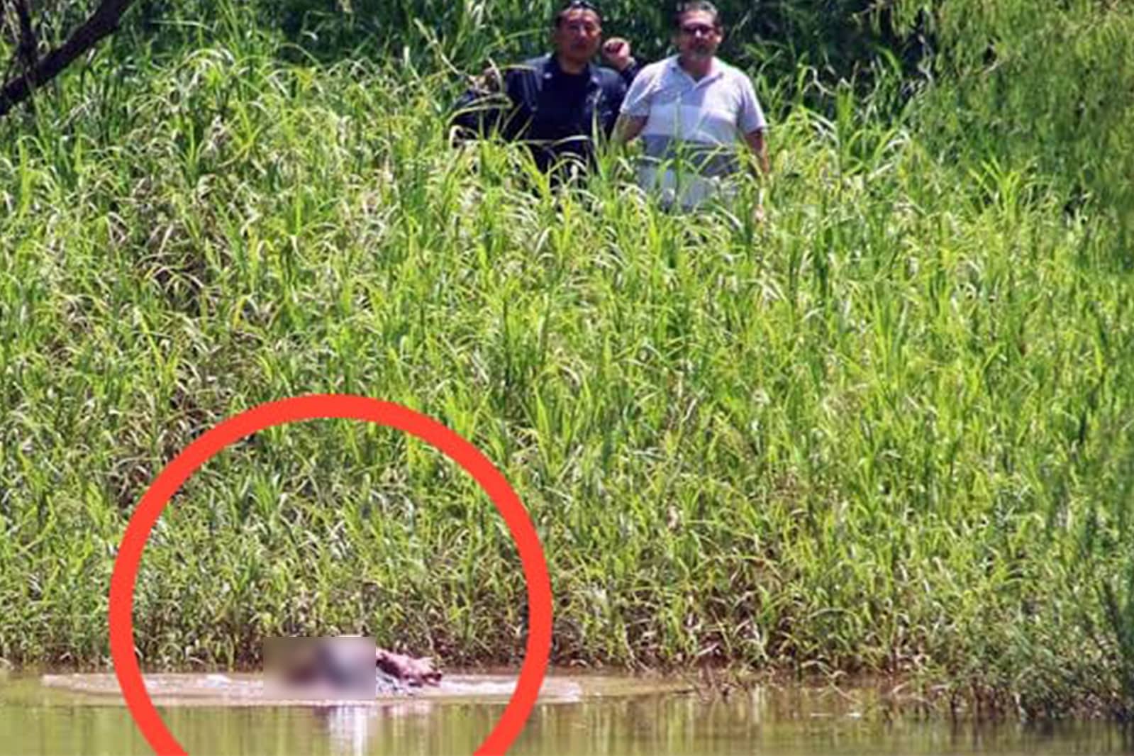 Captan a cocodrilo con un cadáver en la mandíbula en Jalisco...