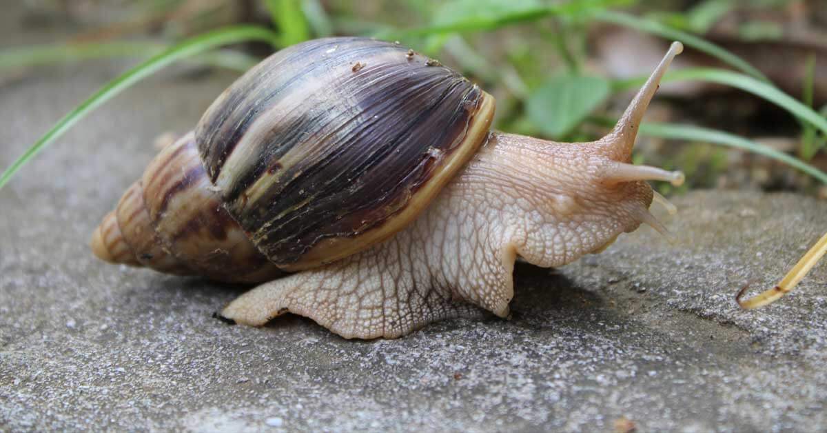 Conoce sobre la peligrosa infección cerebral que podrían transmitir los caracoles