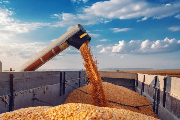 Están fluyendo lentos los pagos de cosechas a productores agrícolas en el municipio de Guasave