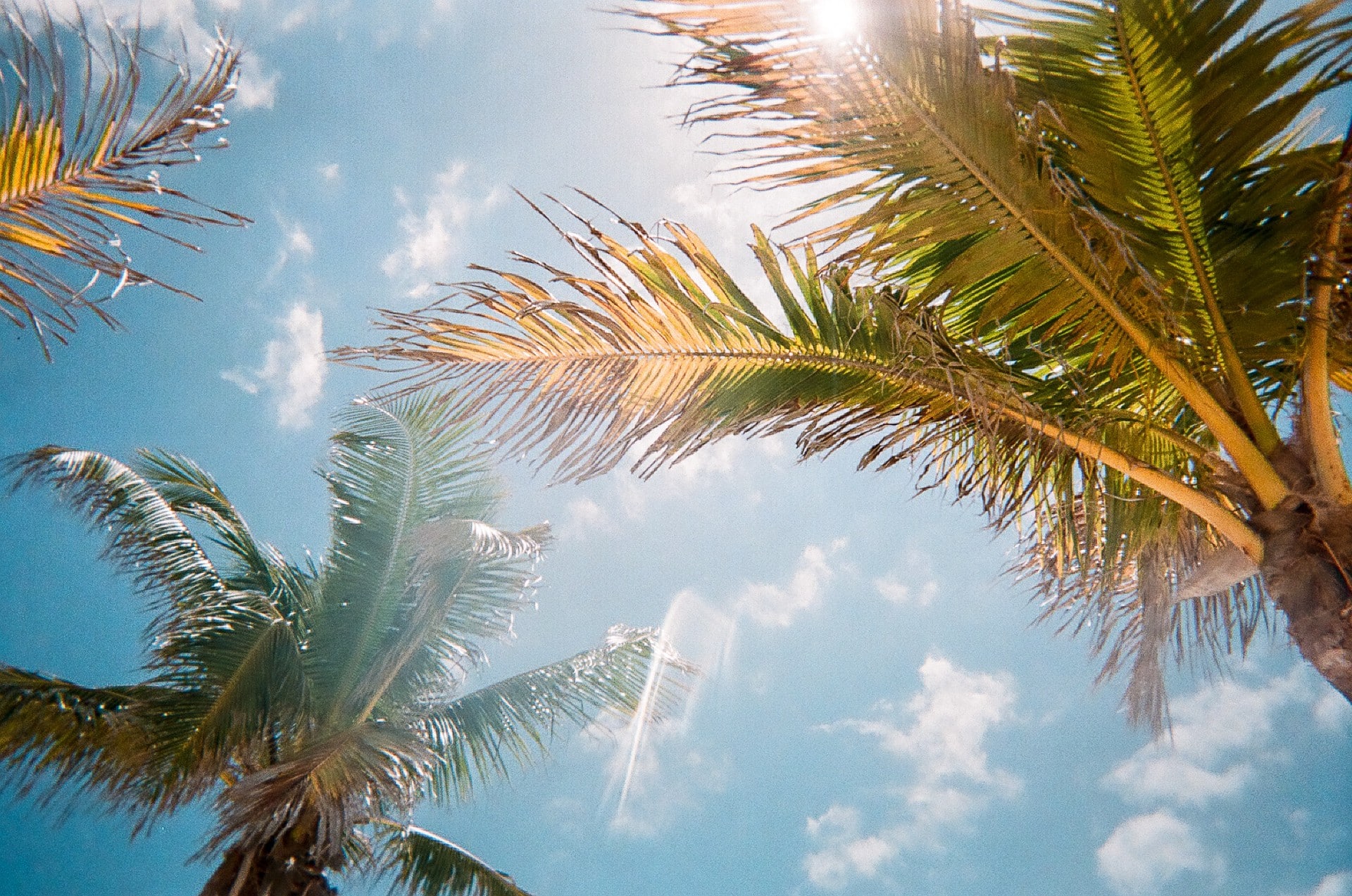 Foto ángulo nadir a palmeras en cielo despejado con calor