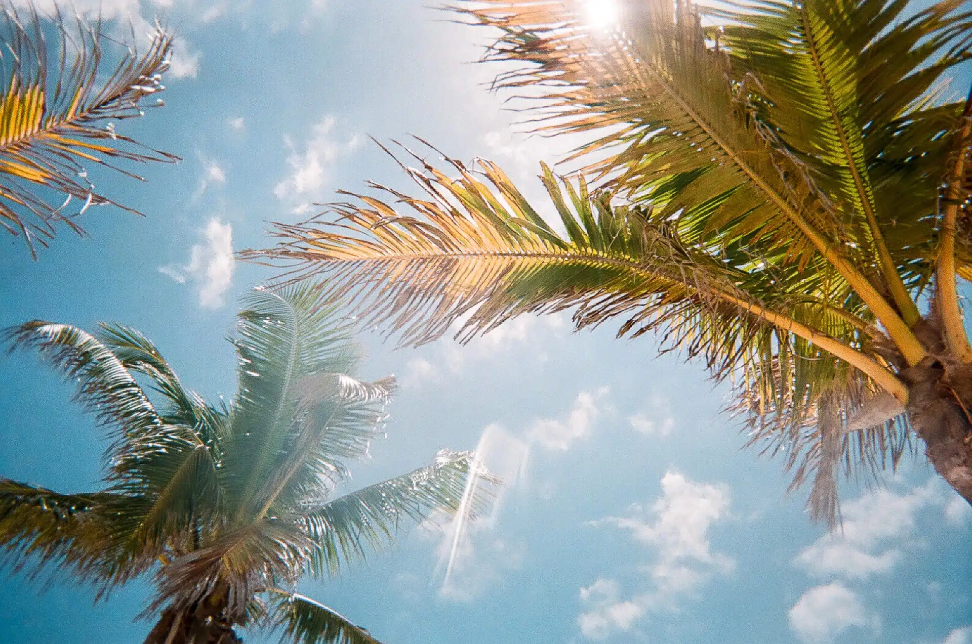 Foto ángulo nadir a palmeras en cielo despejado con calor