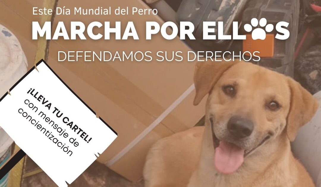 Por el día Día Mundial del Perro se llevará a cabo una marcha este viernes 21 de julio en el Palacio Municipal y concluirá en el teatro ingenio.