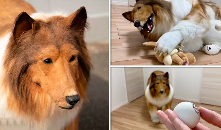 Desembolsa 13 mil euros para convertirse en un border collie; ¡así pasea como perro!