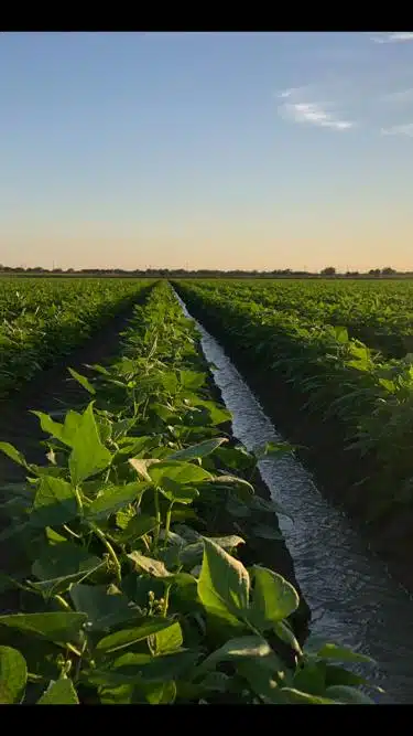 Plantas sembradas de frijol en una parcela y cielo con algunas nubes