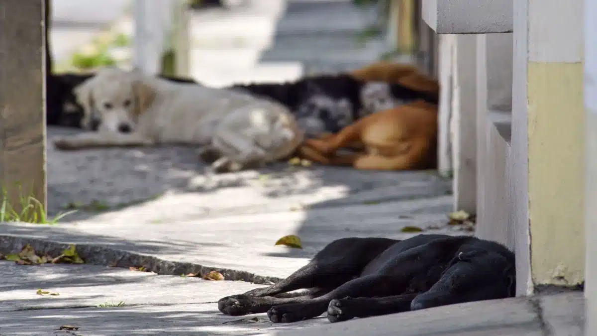 Generan envenenamiento masivo en Michoacán; mueren 20 perros