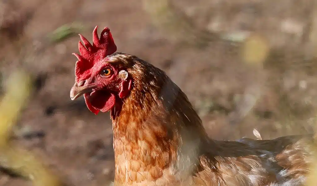Gripe aviar podría mutar y afectar a humanos según la OMS