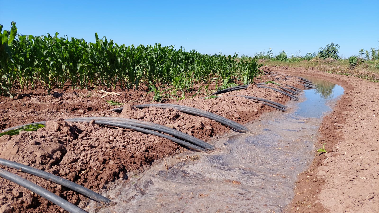 Canal de agua a un lado de unas tierras con siembra