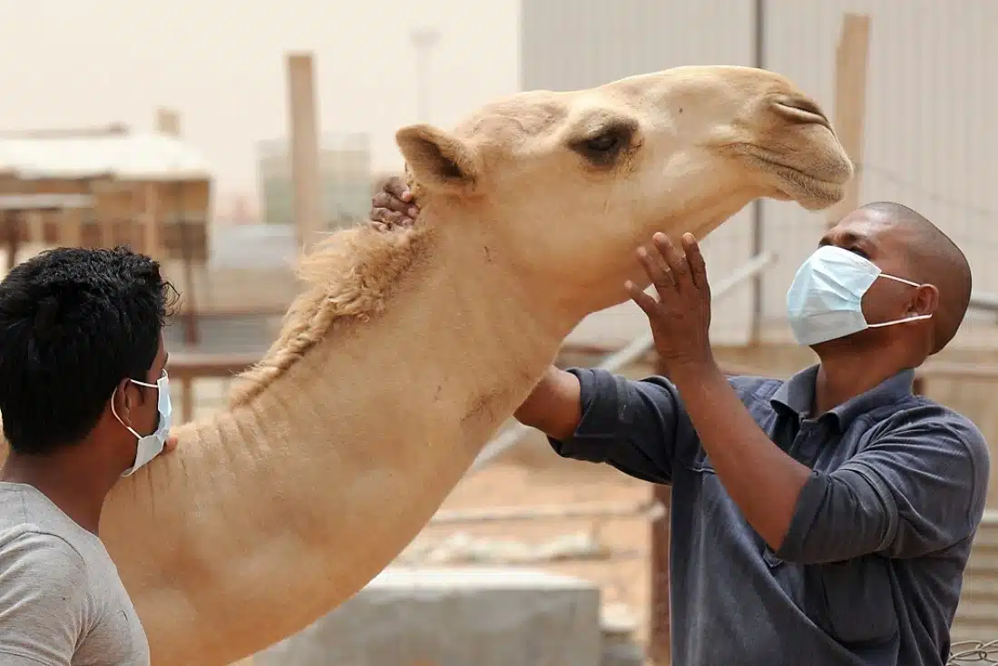Hombre se contagia de MERS-CoV, el coronavirus que propagan los camellos