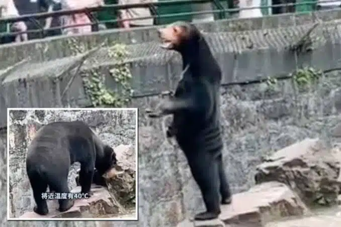 Humano se disfraza de oso Zoológico en China niega animales falsos