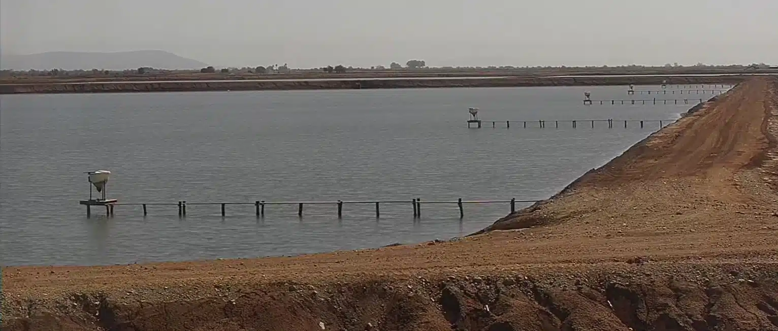 Una granja de camarón del norte de Sinaloa