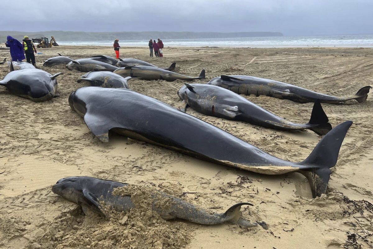 Investigan muerte de 55 ballenas piloto en Escocia
