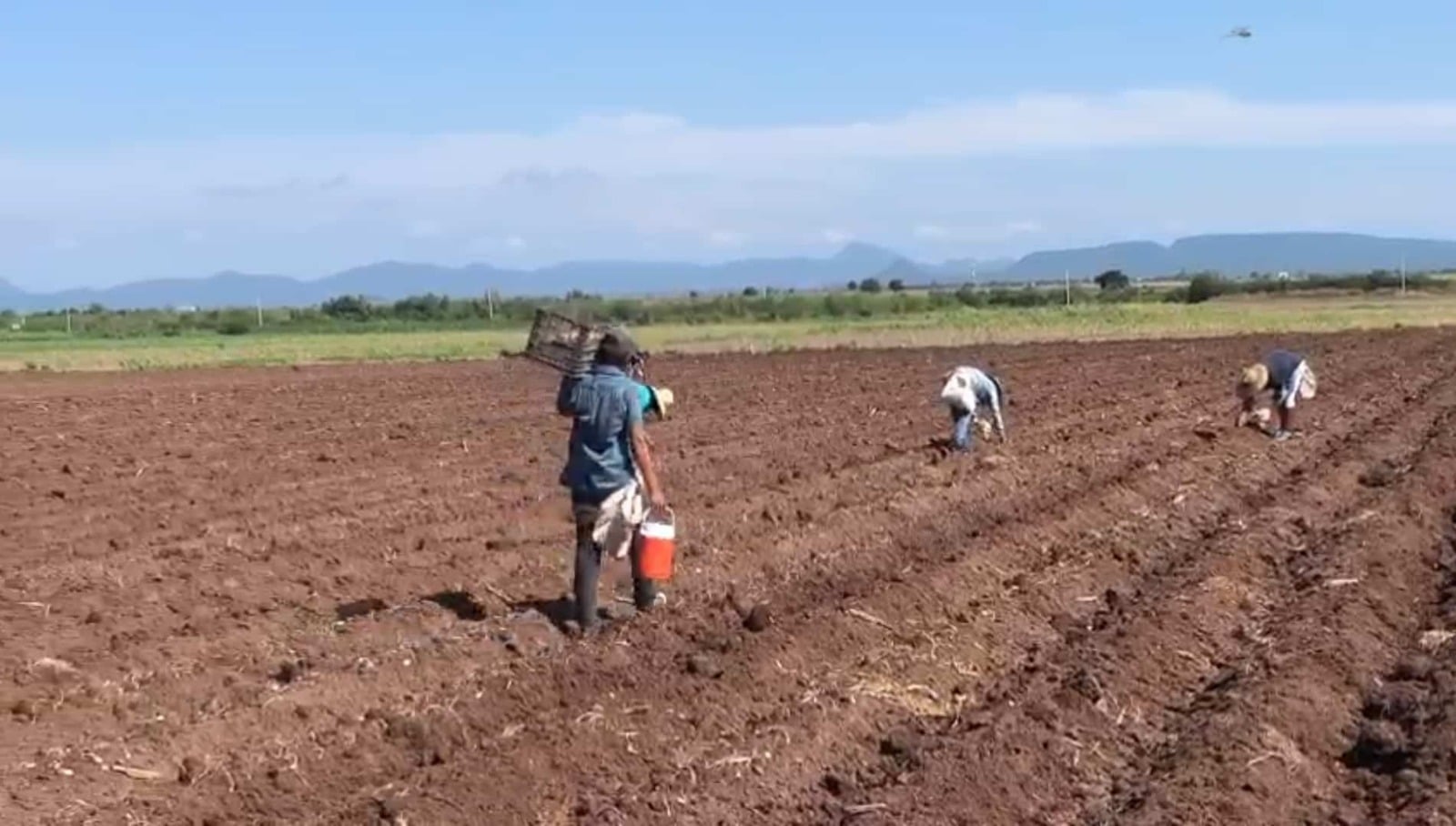 Personas trabajando en el campo