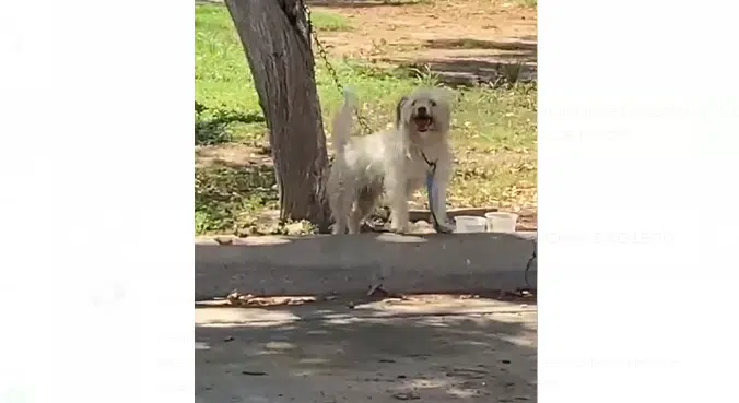 Policías municipales rescatan a “Libia”, la perrita llevaba 8 horas amarrada bajo el sol, en Los Mochis