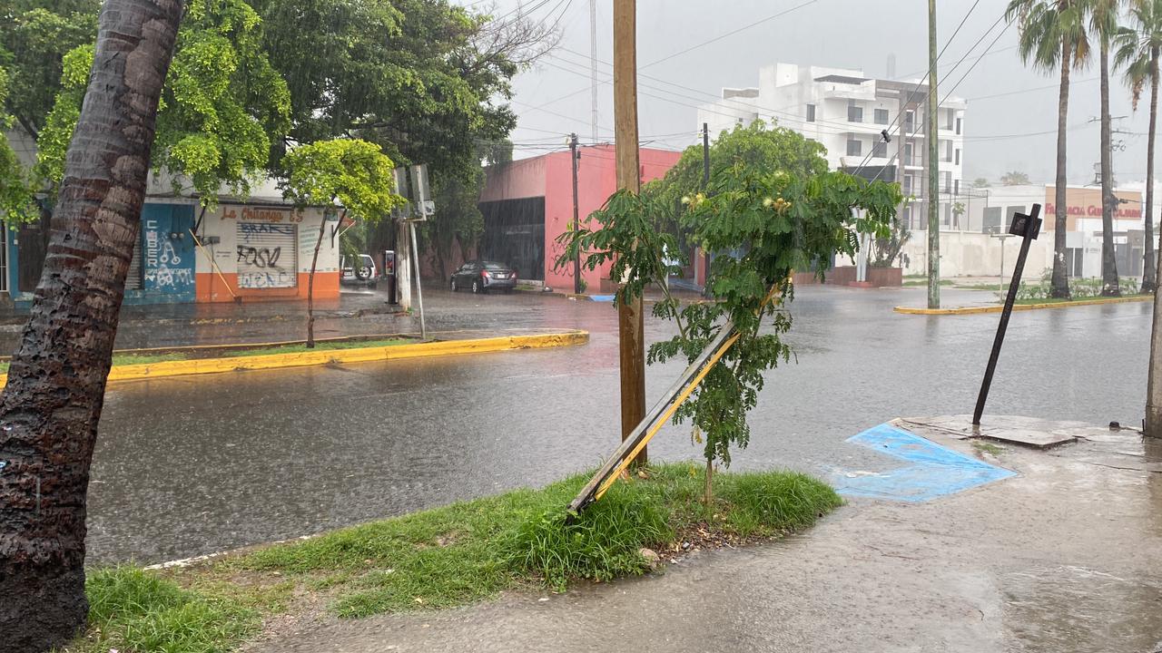 Calle pavimentada mojada, árboles, palmeras, negocios y carros estacionados