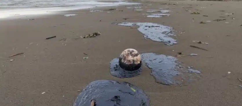 Localizan animales sin vida bañados en petróleo crudo en Coatzacoalcos