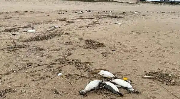 Localizan dos mil pingüinos sin vida en Uruguay; acusan a la sobreexplotación pesquera