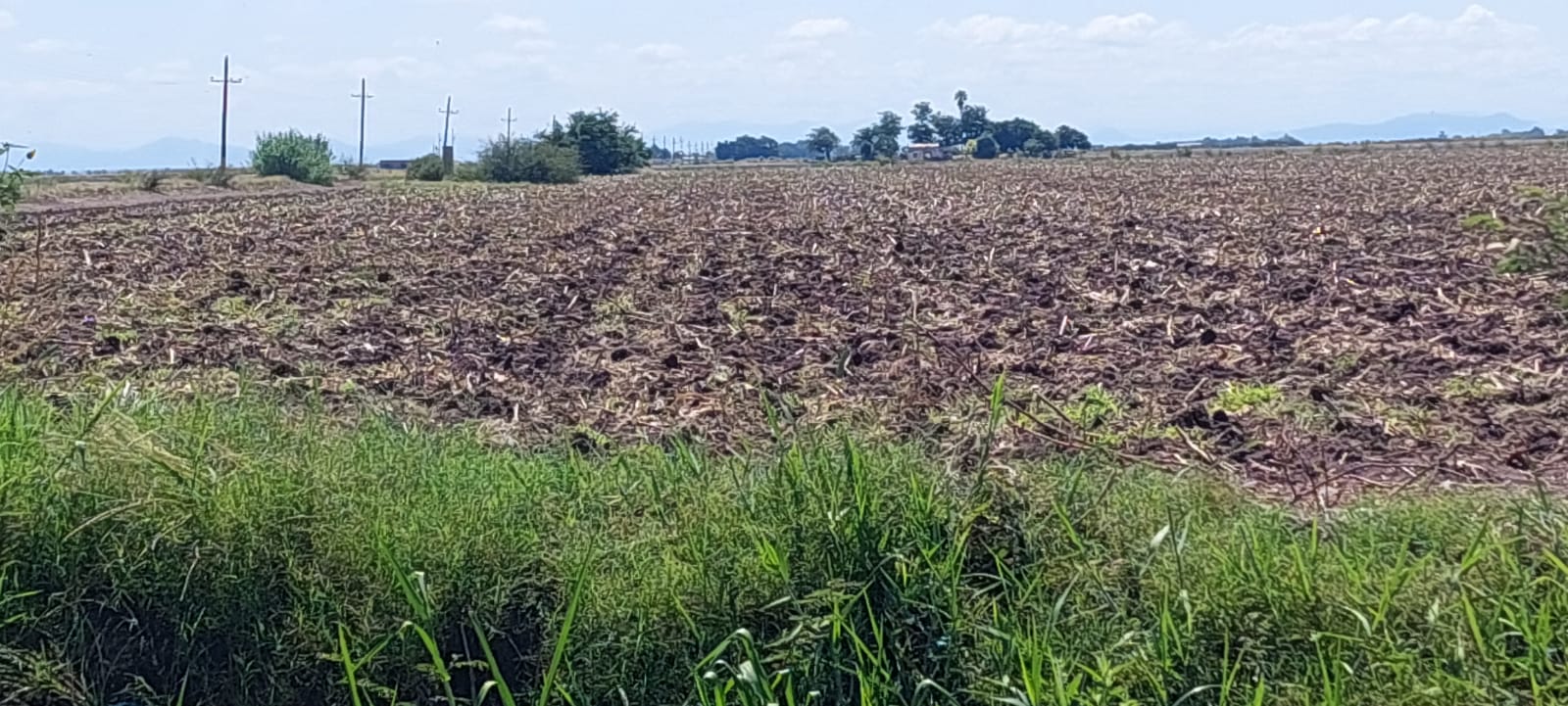 Productores agrícolas, no están destruyendo la soca.