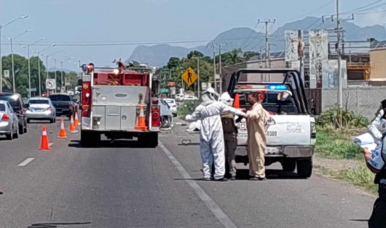 protección civil pide a ciudadanos reportar panales a emergencias.