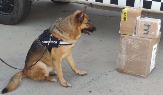Perro de la GN