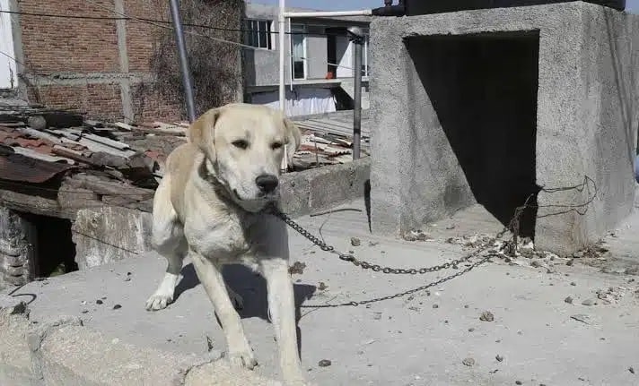 Perro en azotea encadenado bajo el sol