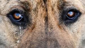 Perro llorando maltrato animal