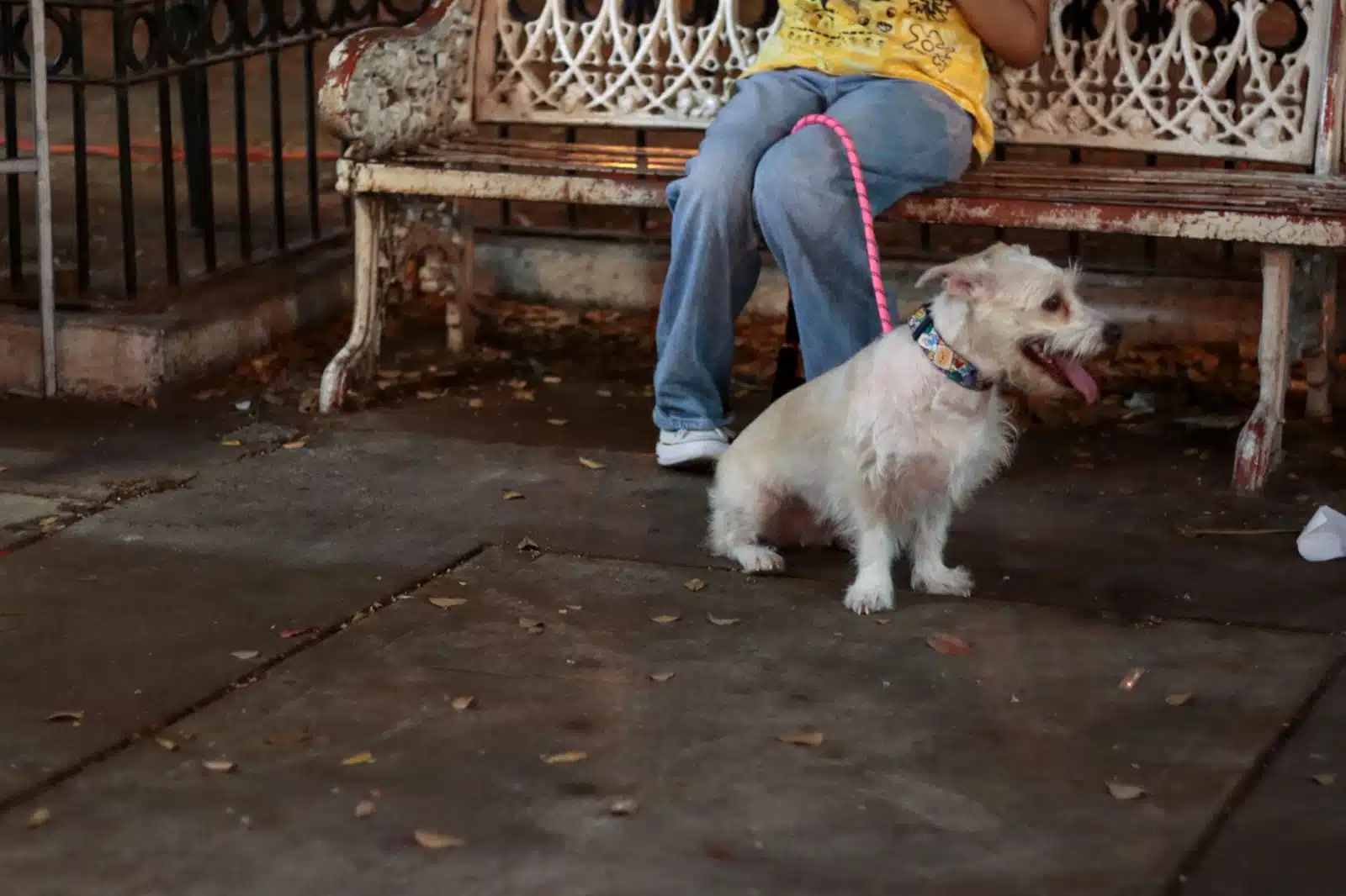 Perro mascota con una cuerda a lado de su dueña sentada en la banca de una plazuela en Los Mochis