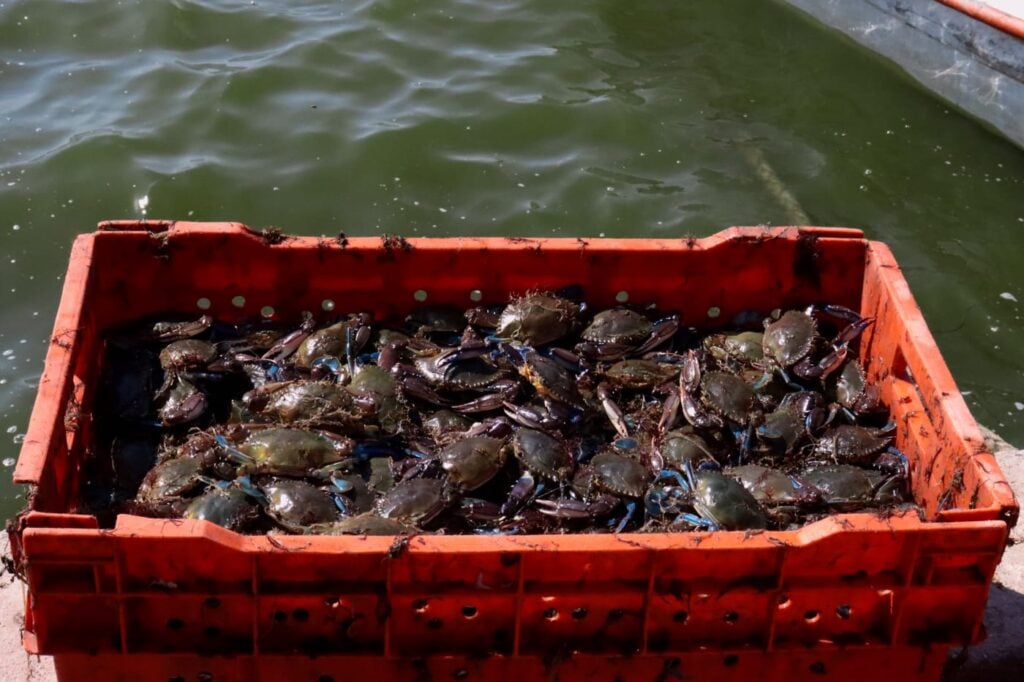 Pescadores de jaiba