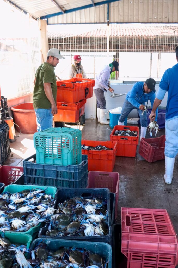 Pescadores de jaiba