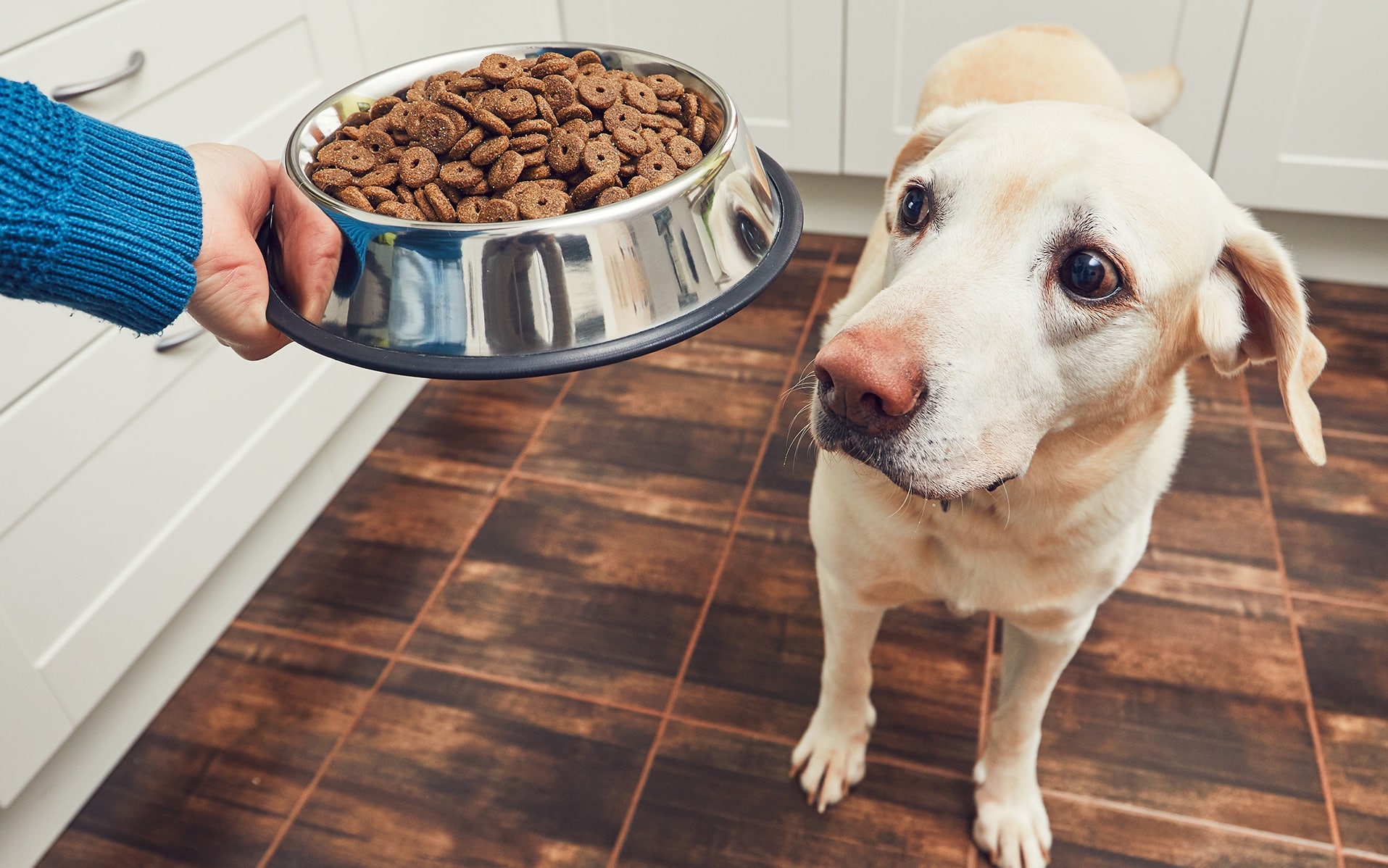 Profecho revela las peores marcas de croquetas par perros
