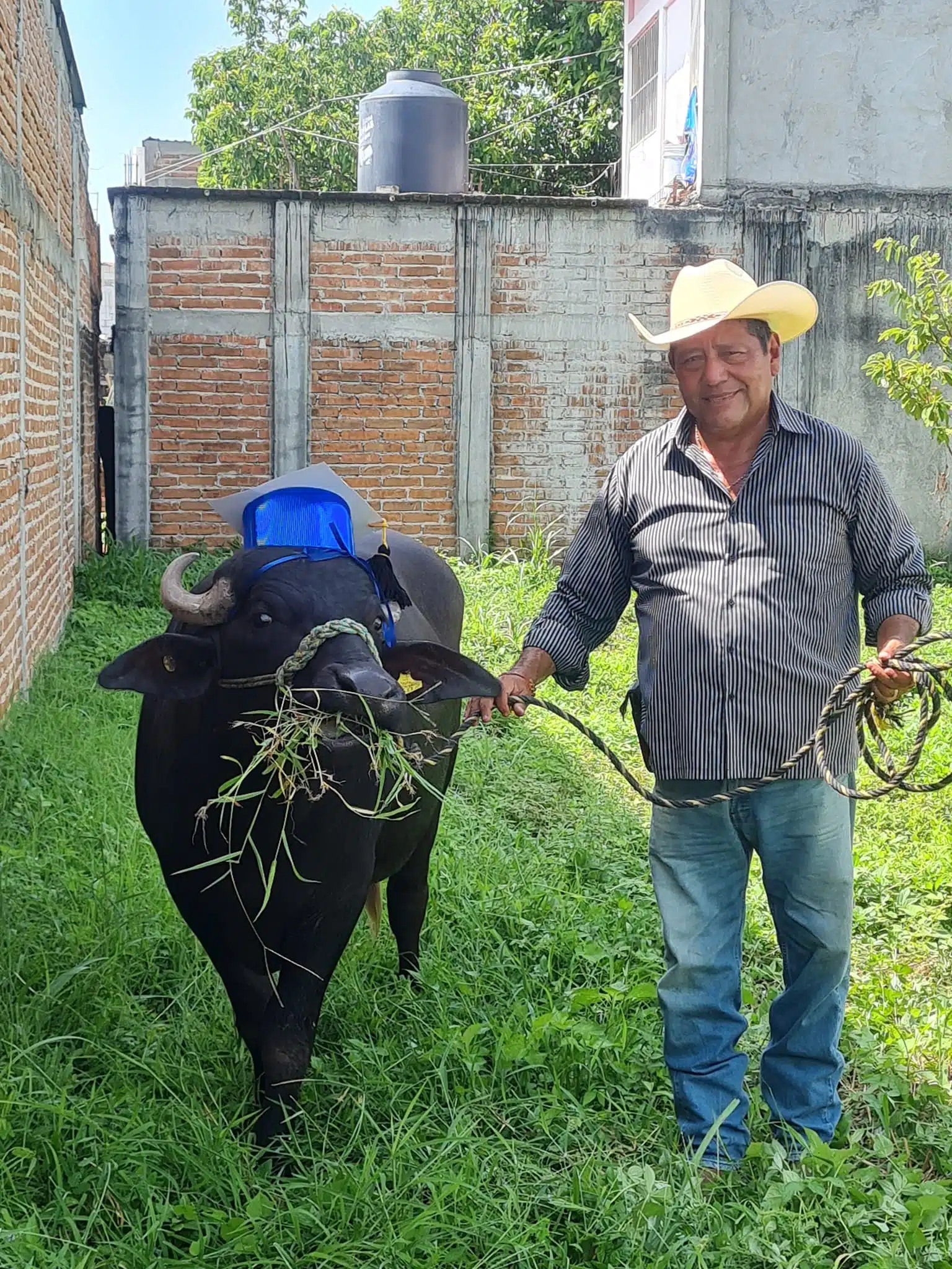 Recibe un búfalo de 300 kilos como regalo de graduación