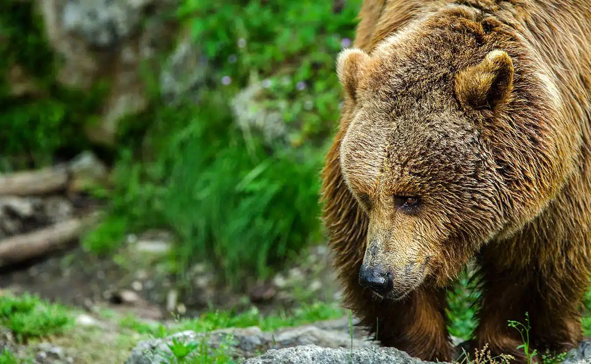 Reportan presencia de osos pardos en Montana; habrían dejado sin vida a una mujer