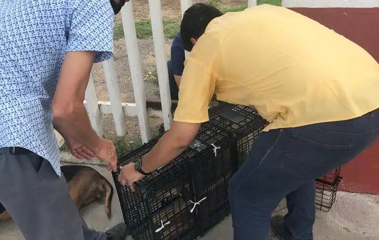 Aumentan casos de moquillo en Guasave y sacrifican a perritos
