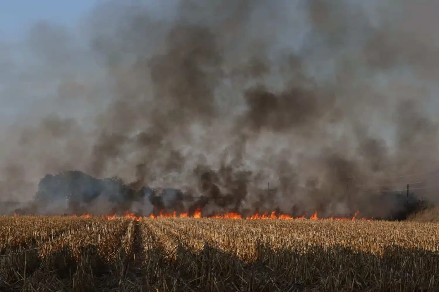 Soca de cultivo de maíz en llamas en Ahome