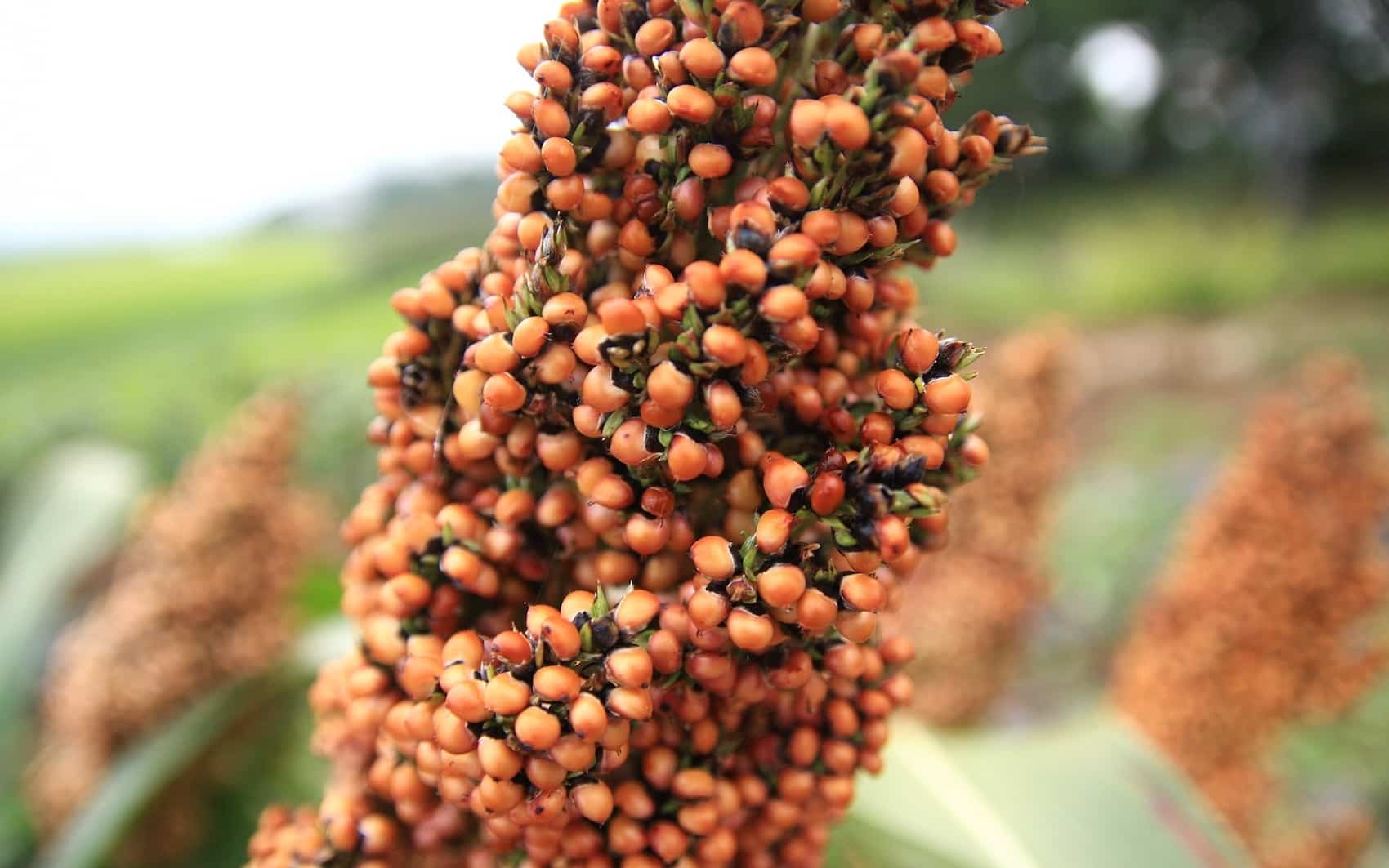 Sorgo cultivado en un campo