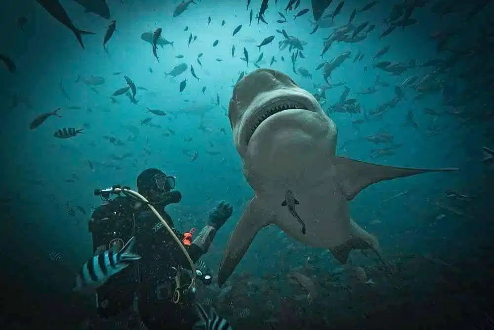 Tiburón arrebata la cámara a un experimentado buzo