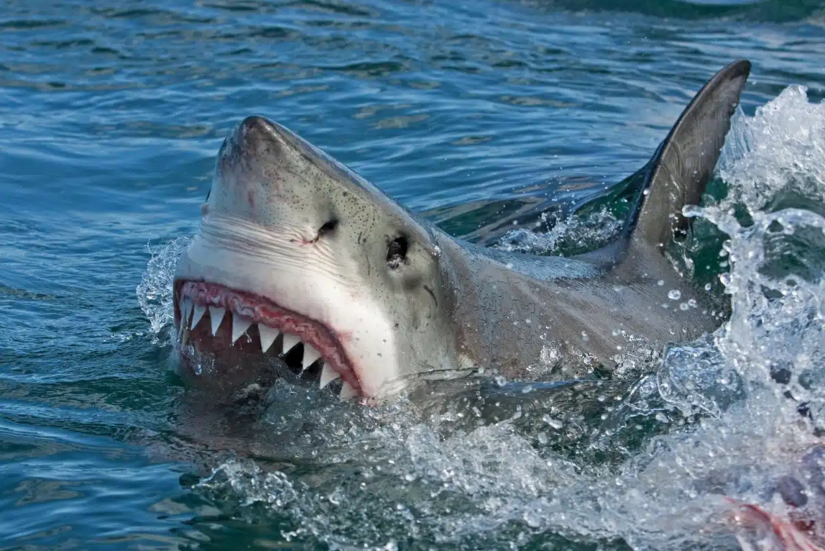 Tiburón desata estampida de bañistas en Florida