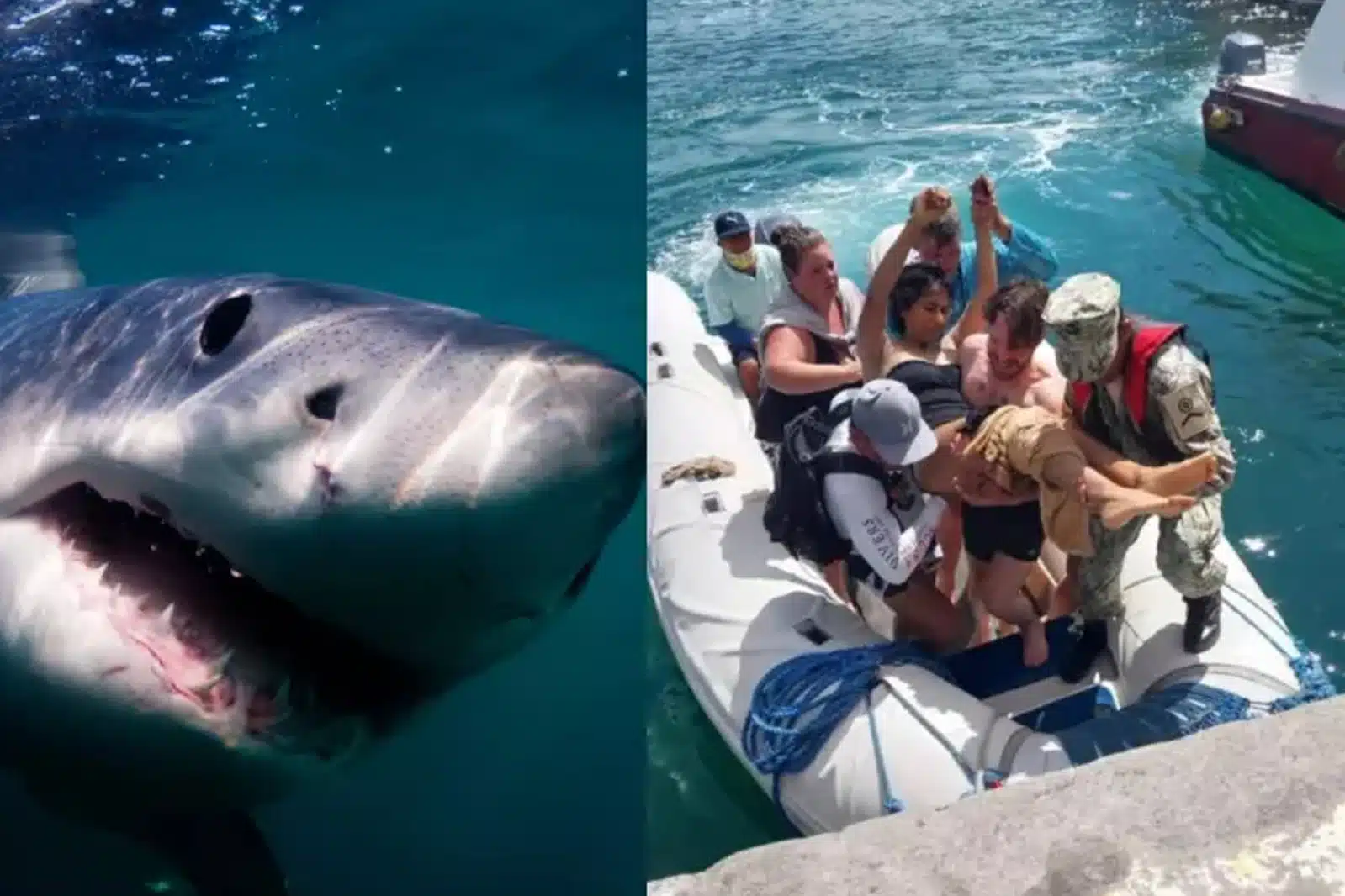 Tiburón tigre ataca a una mexicana en las islas Galápagos; se salvó de milagro