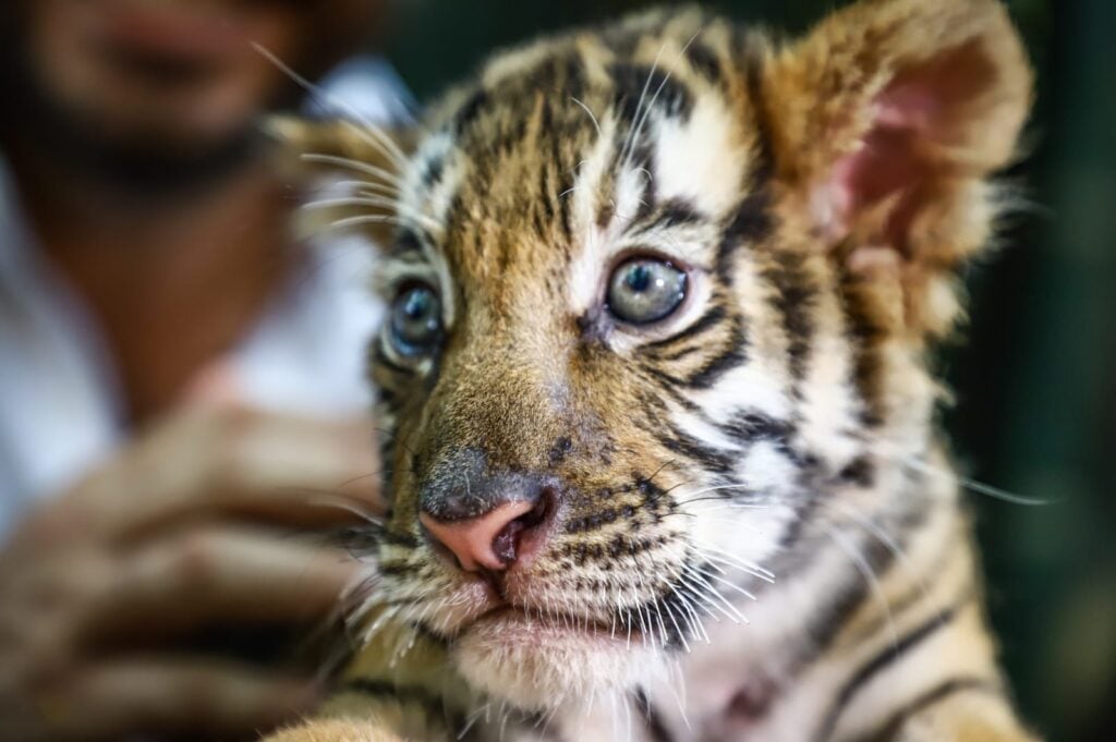 Tigre de Bengala bebe