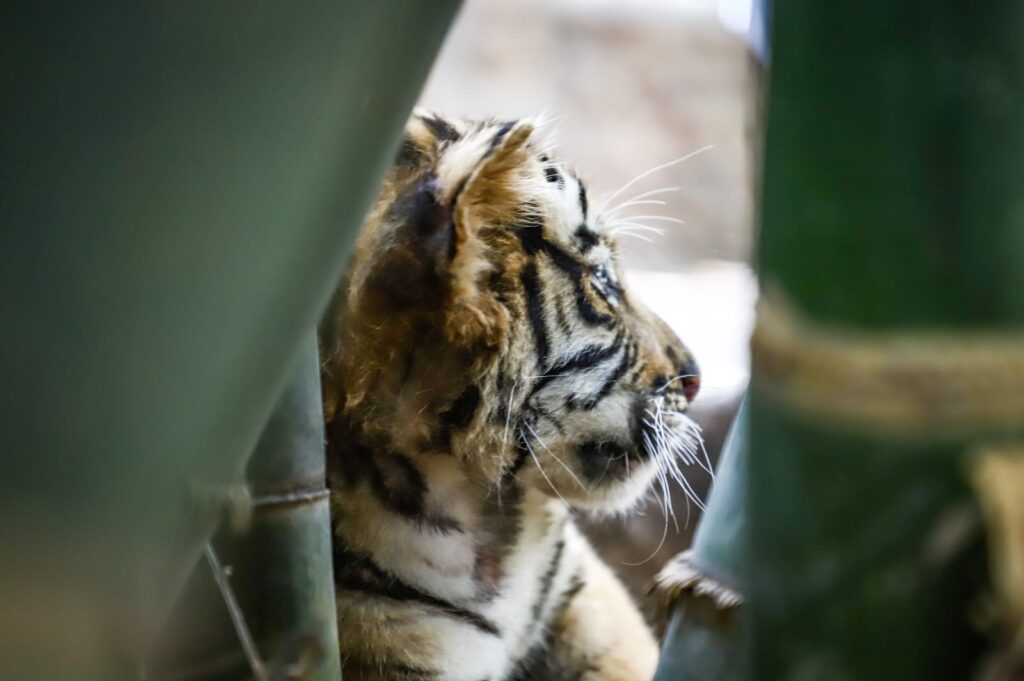 Tigre de Bengala bebe