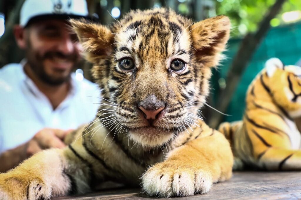 Tigre de Bengala bebe