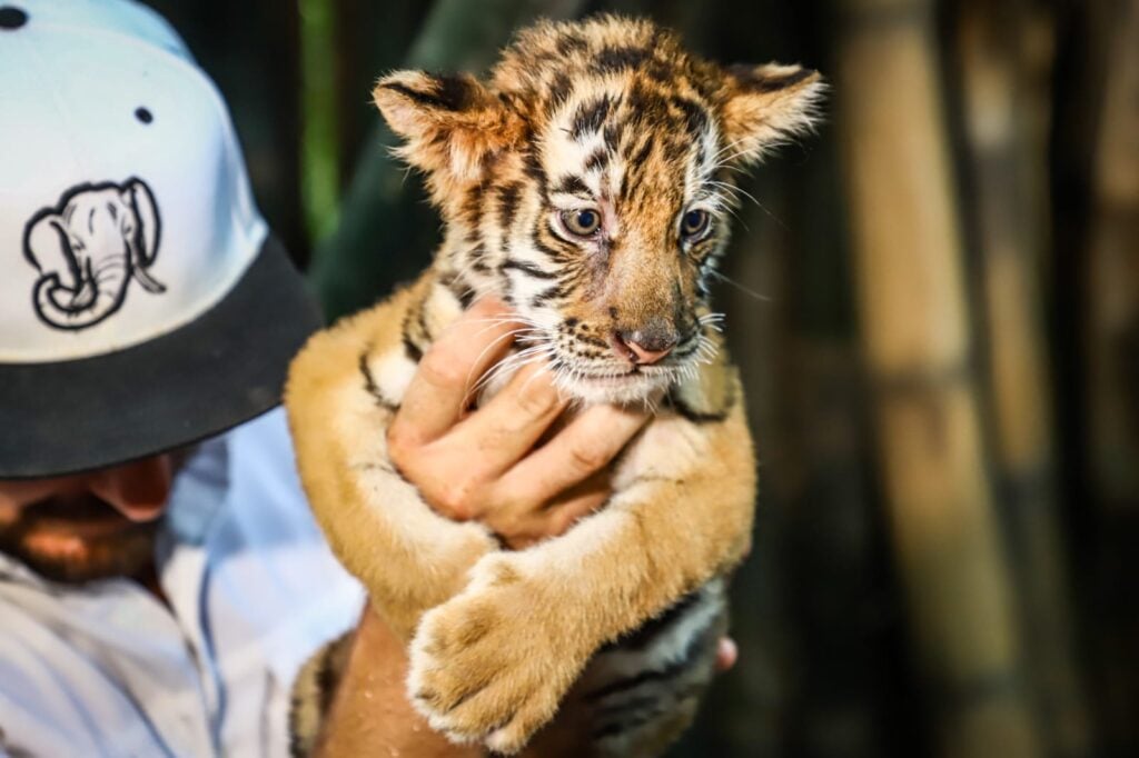 Tigre de Bengala bebe