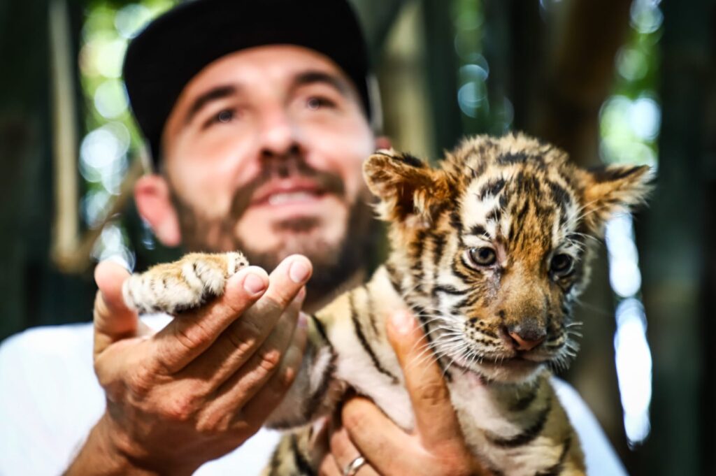Tigre de Bengala bebe