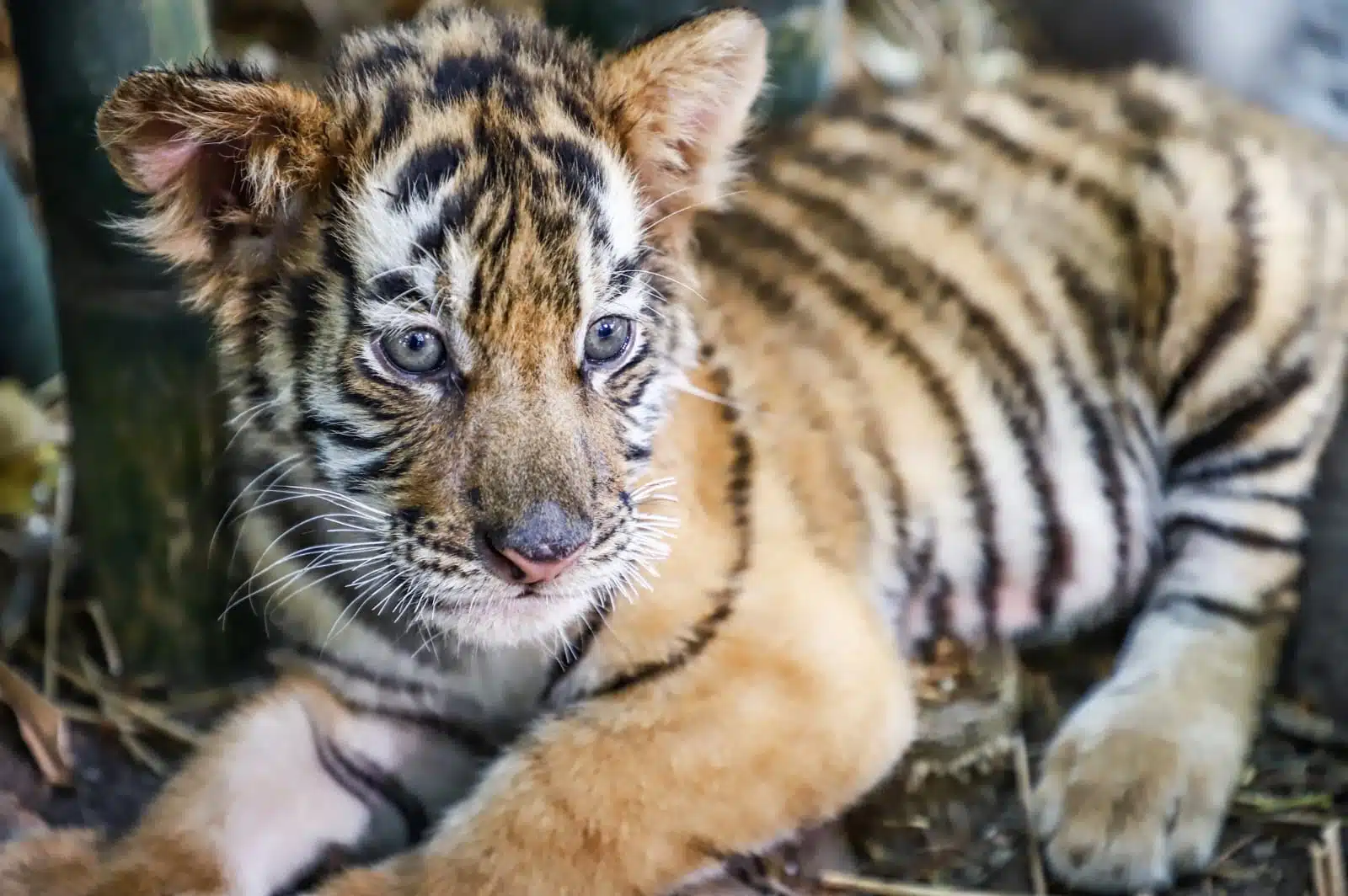 Tigre de Bengala bebe