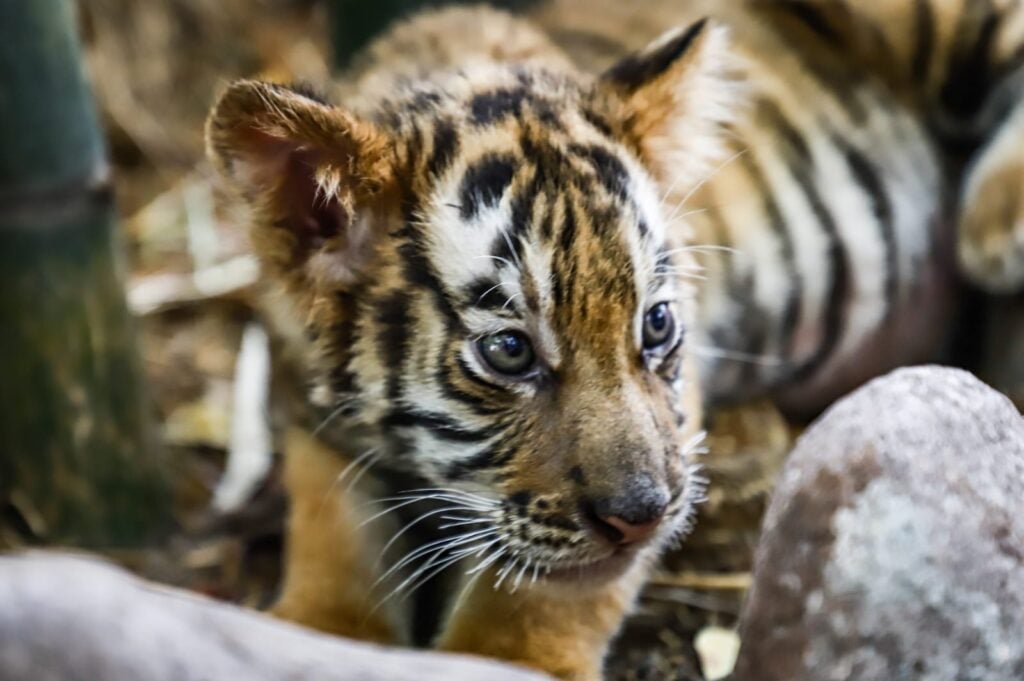 Tigre de Bengala bebe